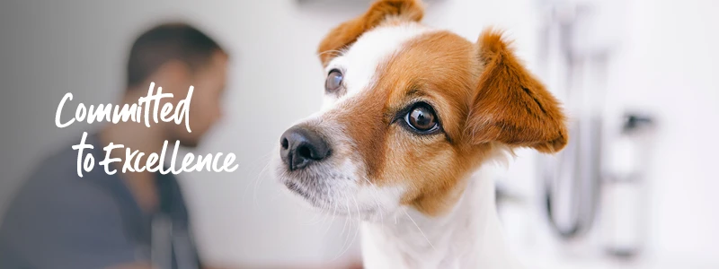 Linnaeus Veterinary Limited